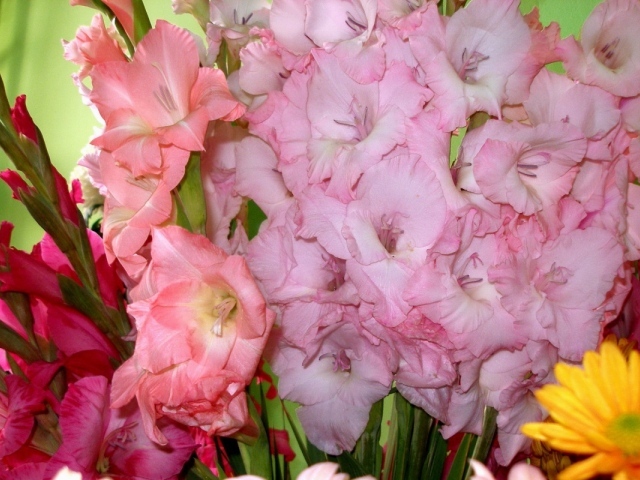 Букеты розовых цветов гладиолуса