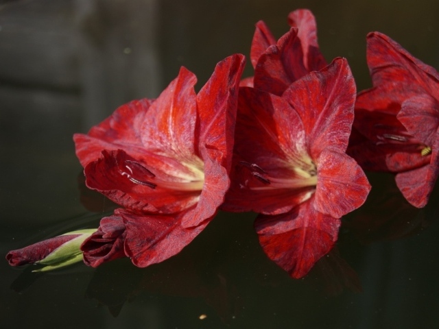 Ветка с красными гладиолусами