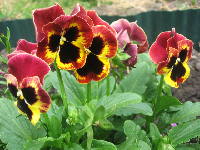 Яркие красивые цветы анютины глазки