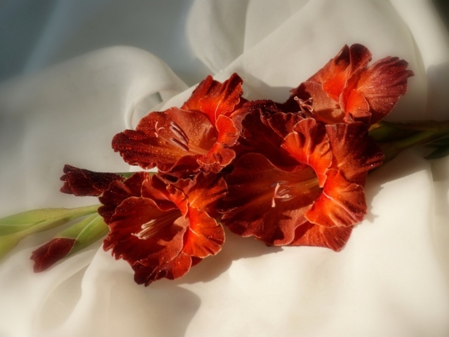 Ярко оранжевые гладиолусы