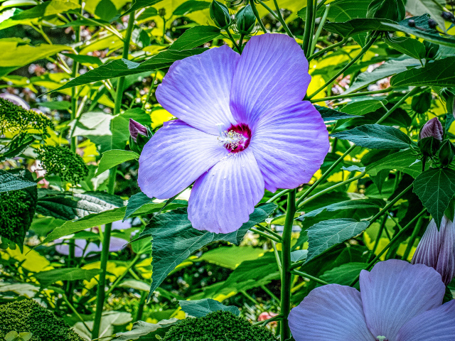 Светлый фиолетовый цветок