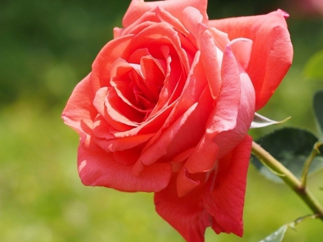 Яркая красная роза в саду