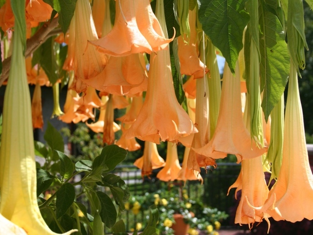 Красивый цветок бругмансия в саду