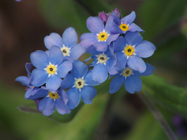 Многолетнее растение бруннера в саду