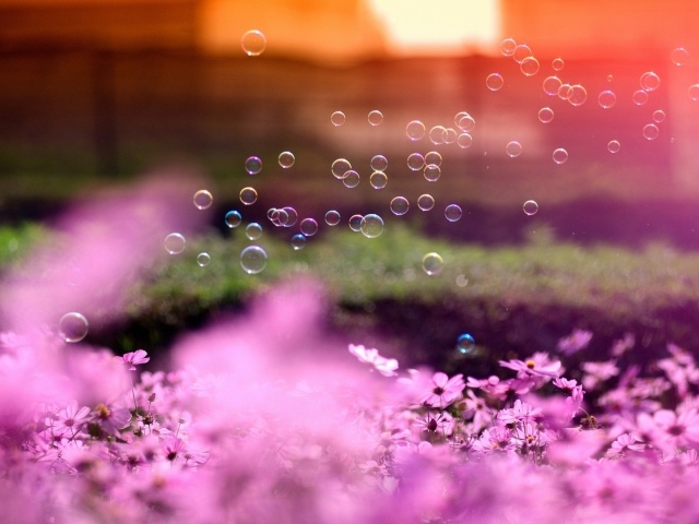 Мыльные пузыри