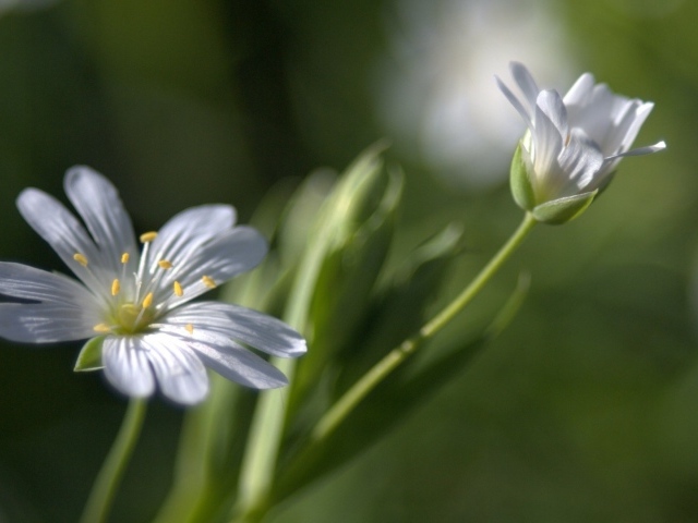 Бутон и цветок в дымке