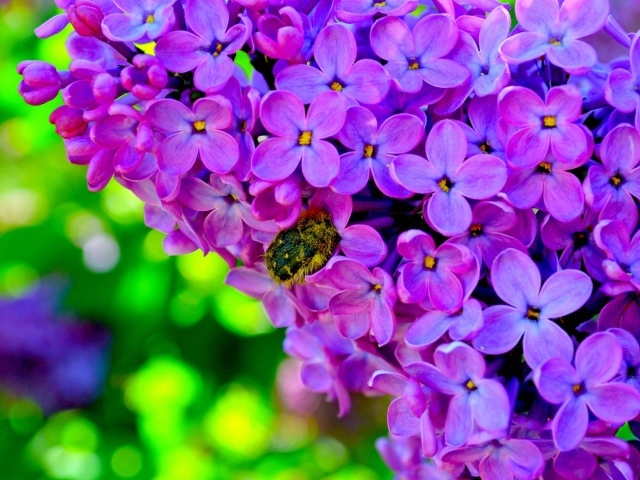 Шмель на сирени