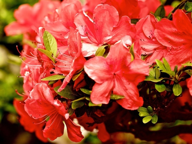 Куст красных цветов