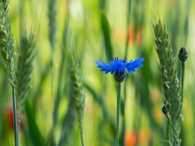 Лютик в поле