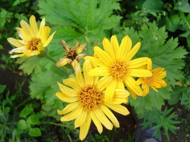 Красивое растение бузульник в парке