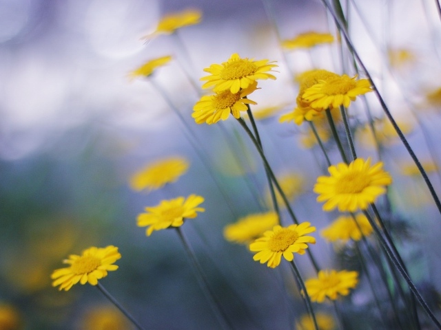 Желтые ромашки