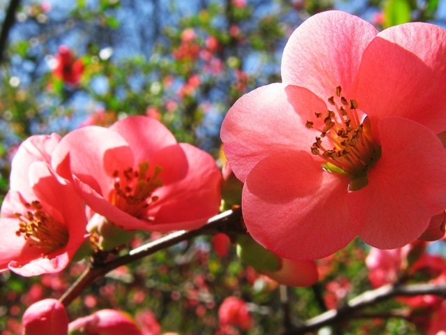 Цветы вишни