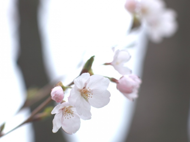 Цвет яблони