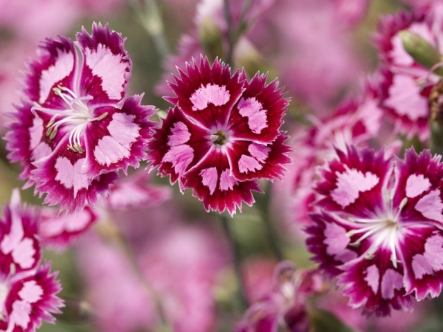 Ледяная гвоздика