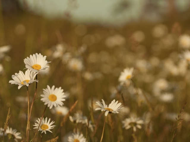 Ромашки на размытом фоне