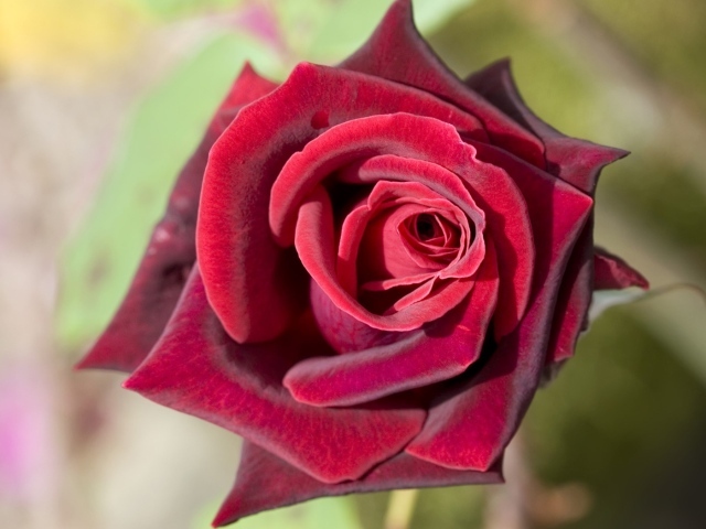 Роза насыщенного красного цвета