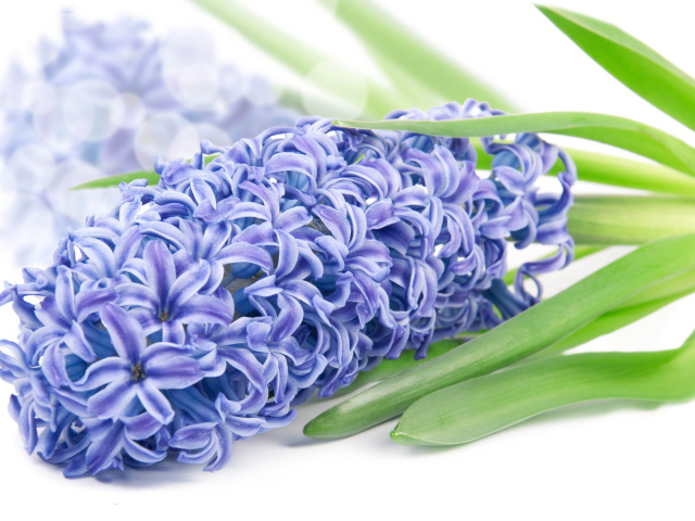Нежный цветок гиацинт