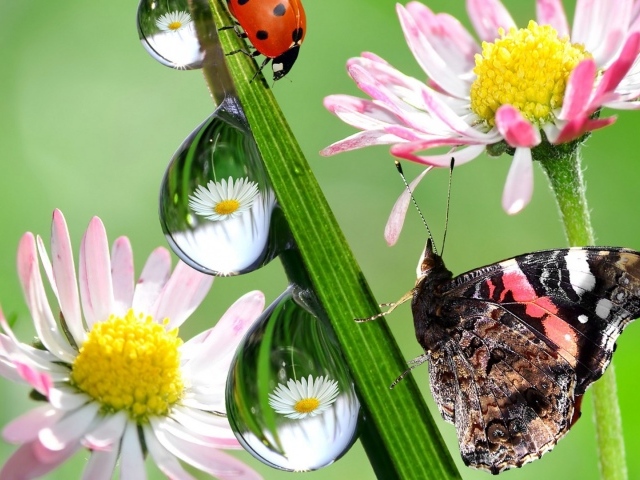 Hежные цветы