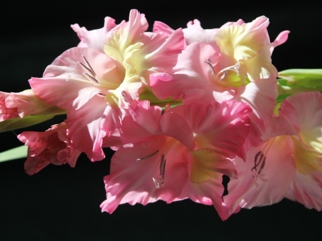 Нежные цветы гладиолуса