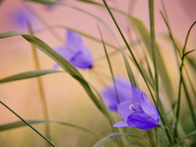 Нежный сиреневый колокольчик