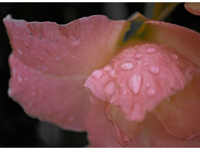 Капли росы на цветке гладиолуса