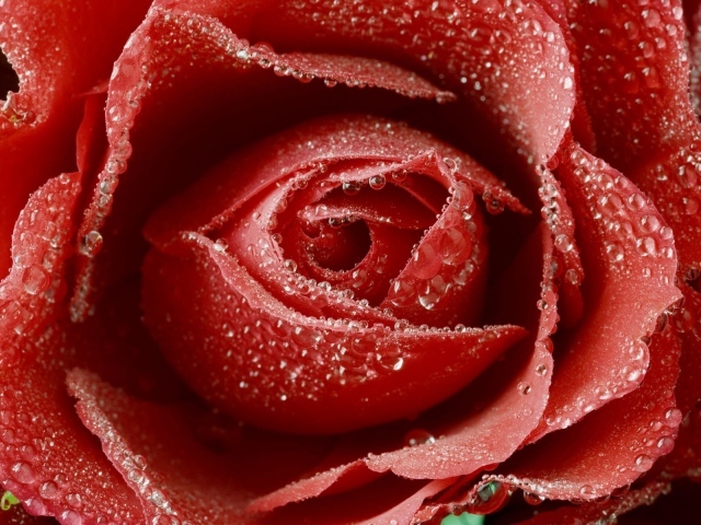 Нежная красная роза