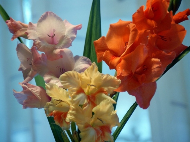 Разные сорта цветов гладиолуса