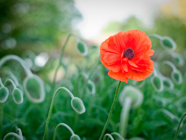 Божественный цветок красный мак