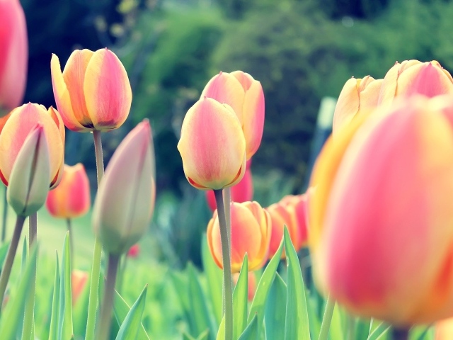 Весенние тюльпаны