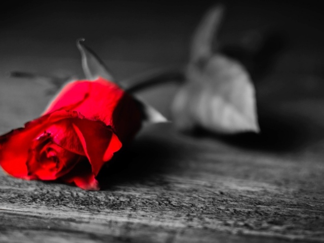 Увядающая алая роза