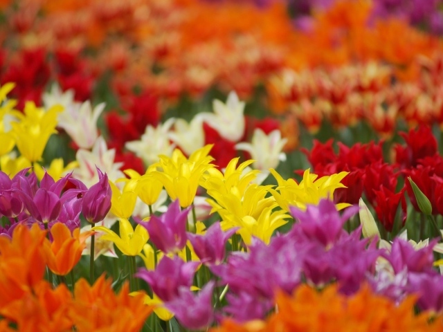 Поле разноцветных цветов