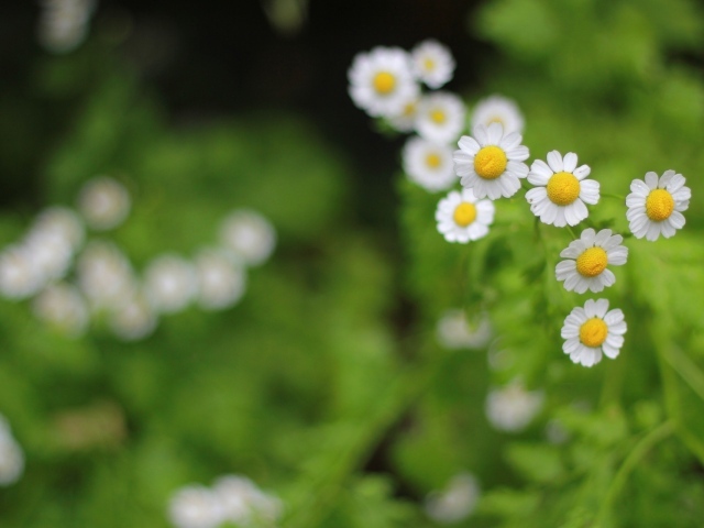 Цветы в поле