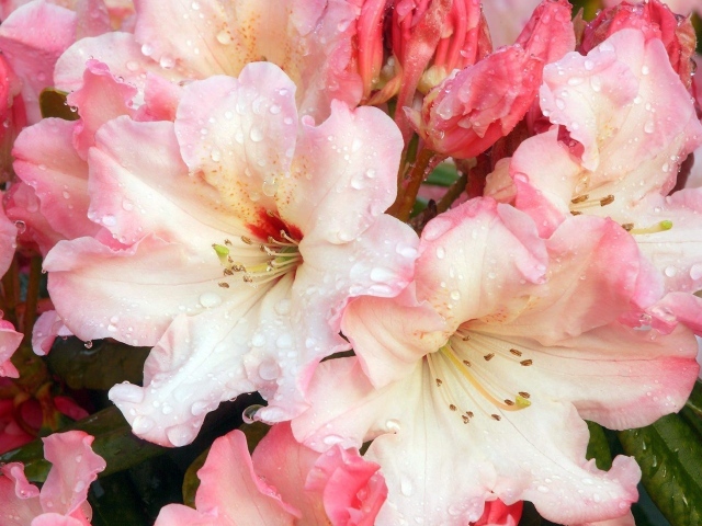 Цветочная роса