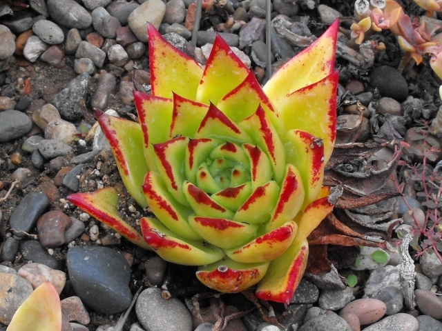 Цветок эхеверия (эчеверия)  на дачном участке