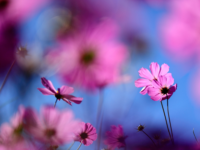 Цветок космея полевая