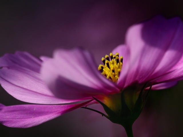 Цветок на тёмном фоне