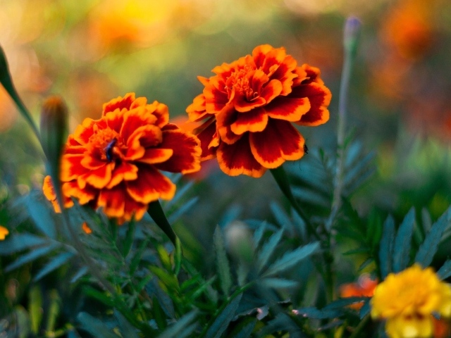 Пара цветов