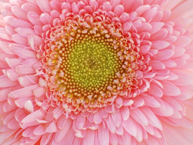 Лепестки цветов