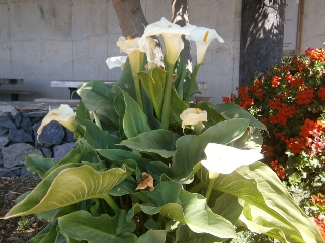 Цветки Калы