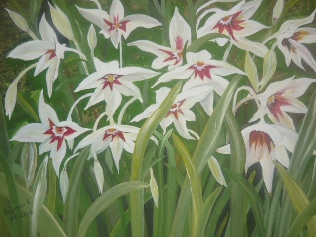 Выращивание цветов ацидантера в саду