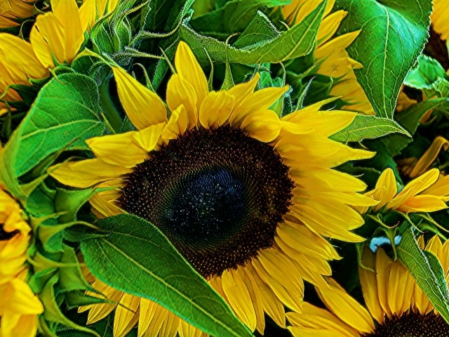 Цветы молодого подсолнуха