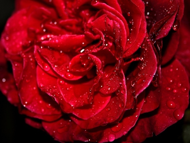 Свежая красная роза