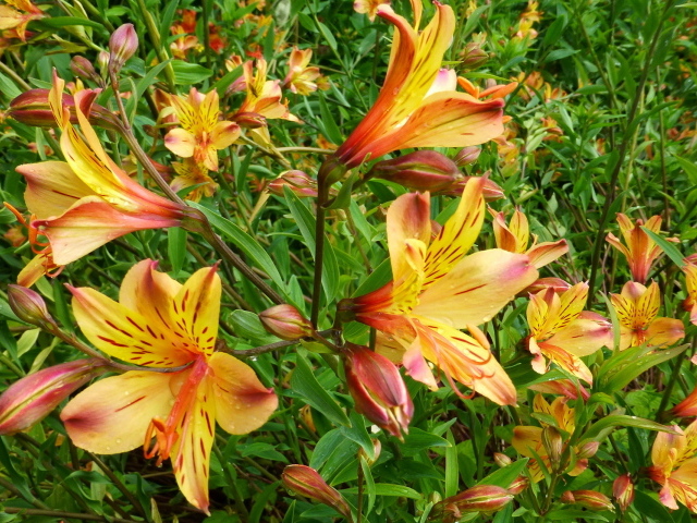 Садовые цветы альстремерия на дачном участке