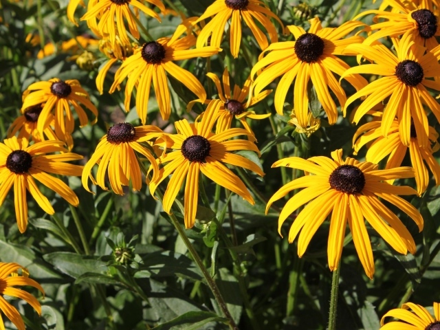 Садовые цветы рудбекия на дачном участке