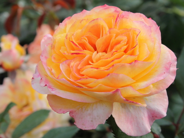 Садовые цветы кустарниковые розы на дачном участке