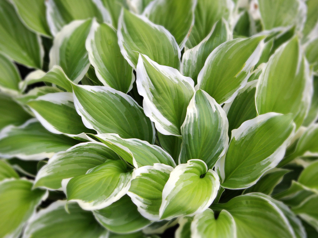 Садовое растение хоста на дачном участке