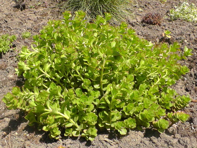 Садовое растение седум на дачном участке
