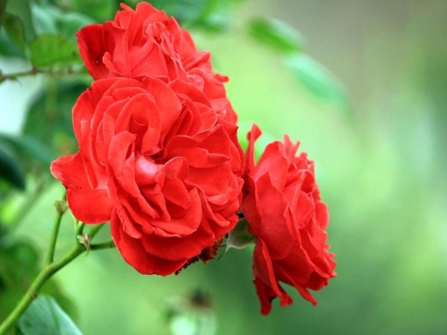 Садовые красные розы на фоне зелени