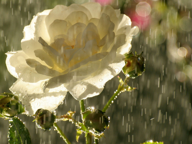 Садовая белая роза под дождём