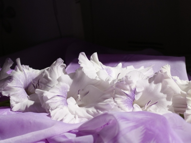 Нежно сиреневые цветы гладиолуса